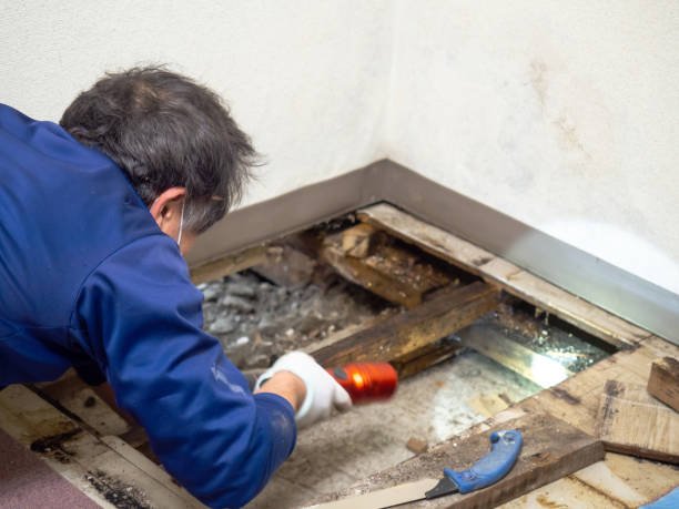 Best Mold Removal Near Me  in Hden Springs, ID
