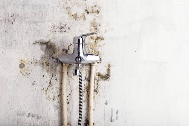 Best Toxic Mold Removal  in Hden Springs, ID