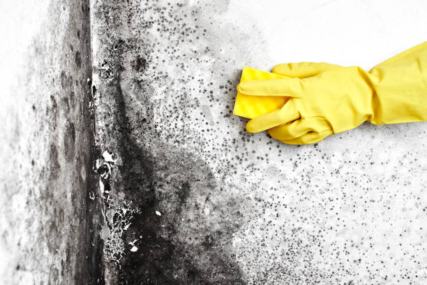 Best Toxic Mold Removal  in Hden Springs, ID