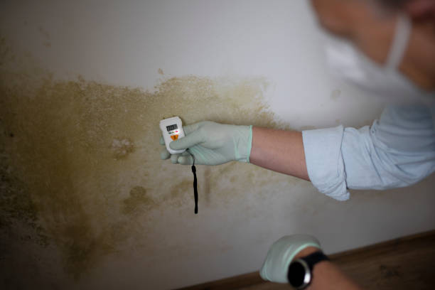 Home Mold Removal in Hidden Springs, ID