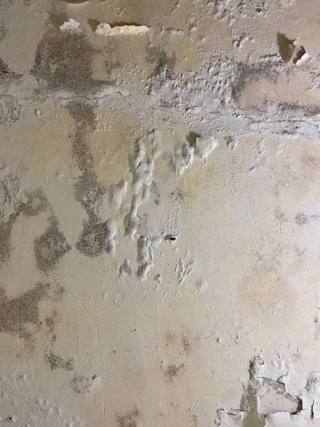 Best Mold Testing  in Hden Springs, ID