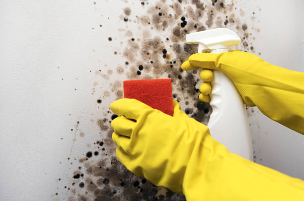 Best Best Mold Removal Companies  in Hden Springs, ID