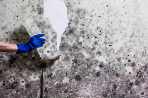 Best Mold Testing  in Hden Springs, ID